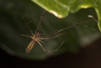 (Araneae - Tetragnathidae - Tetragnatha nigrita)